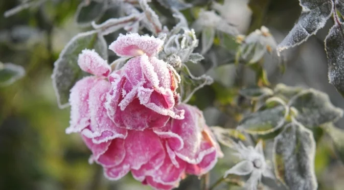 Кога е правилното време да премахнете цветовете на цъфтящите растения?