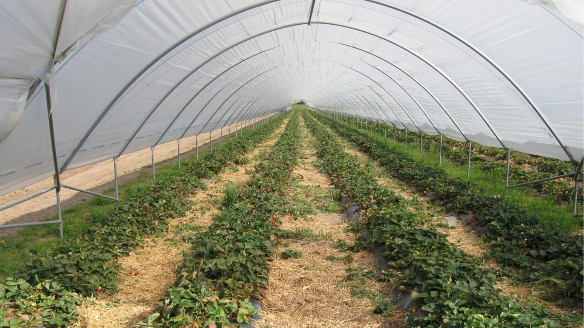 Зимно проветряване на оранжерията – кога и защо да го правим