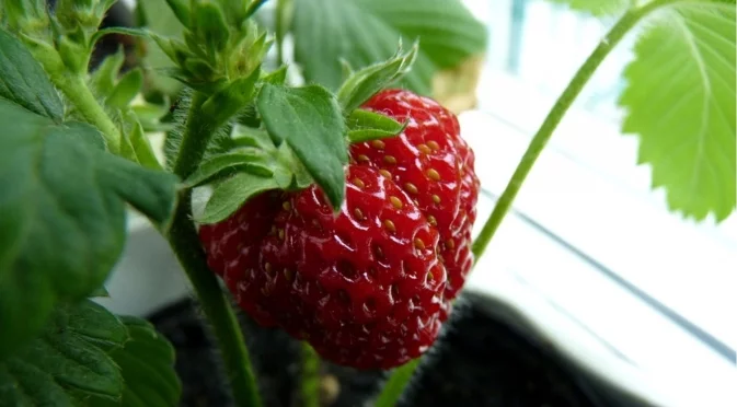 Зимни грижи за ягоди: покриване, торене и подрязване