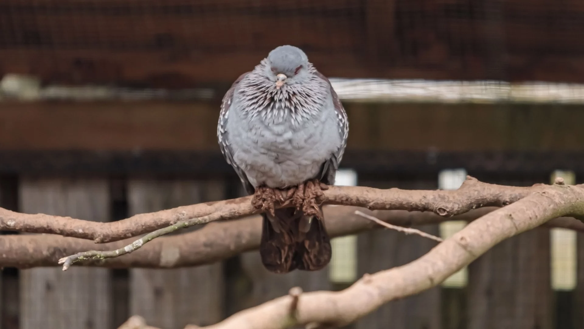 Какво означава, когато птици постоянно кацат на прозореца или балкона ви?