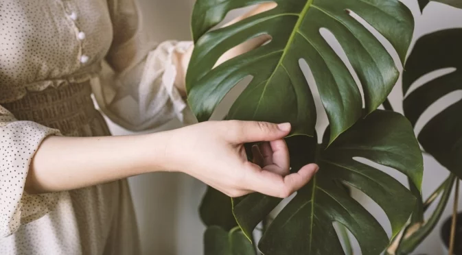 Талисманът на стайните растения, който расте като луд, ако го поливате с оризова вода