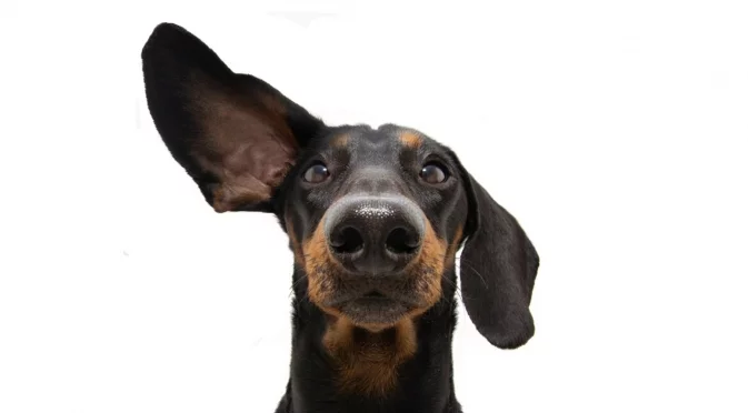 Кучетата подслушват стопаните си за собствени облаги