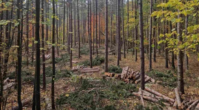 Горите ни са болни: Рекордно нисък добив на дървесина през 2025 г.