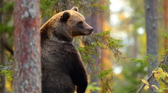 Как мечките регулират телесната си температура без да се будят през зимата