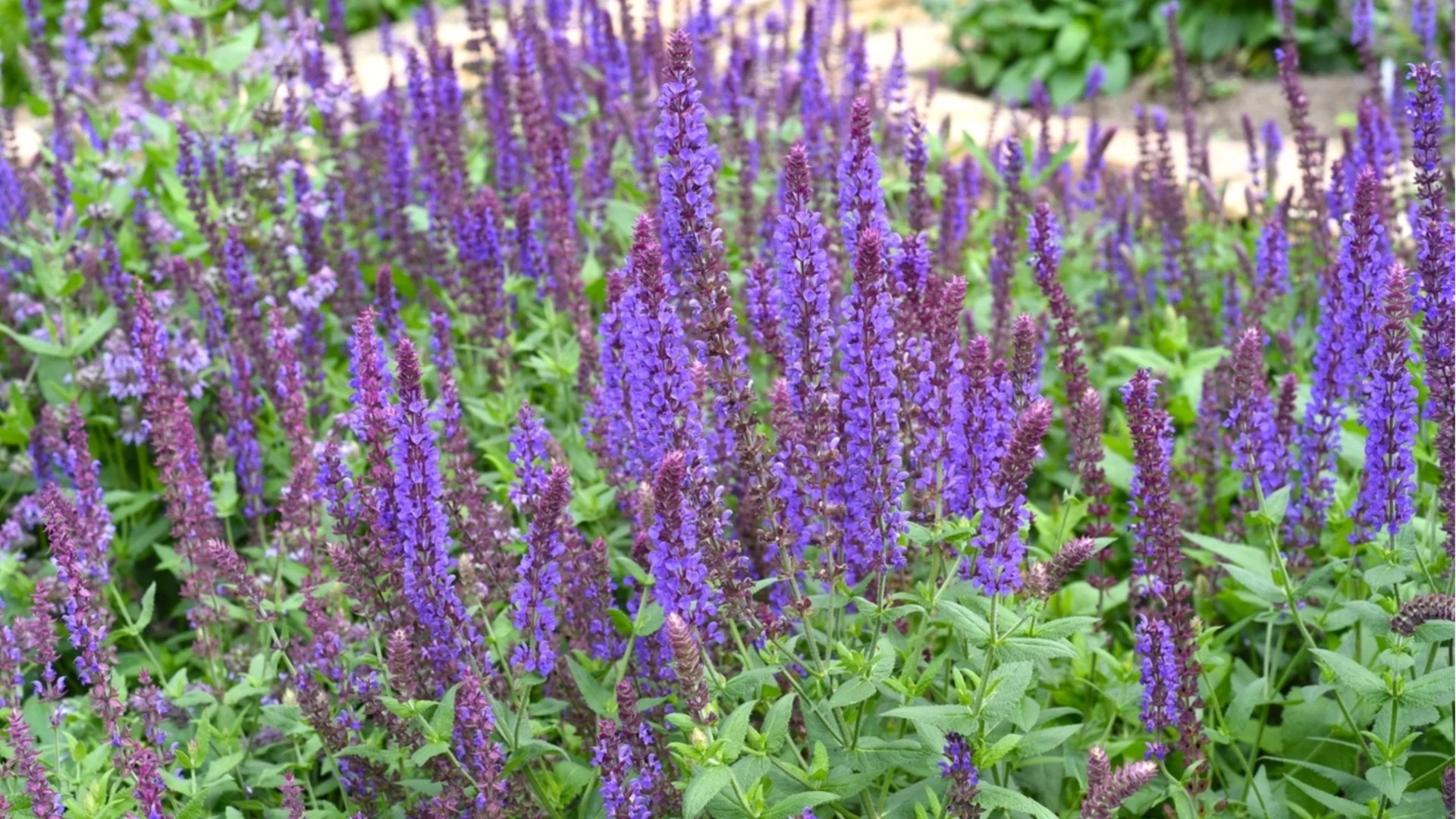 Размножаване на салвия чрез разделяне за безкрайно количество