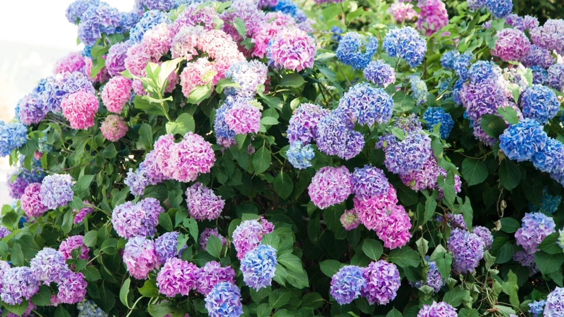 Основната градинарска задача през януари за по-здрави хортензии тази пролет  