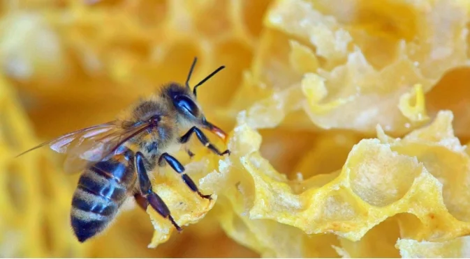 Как пчелите поддържат топлина в кошера дори в най-студените дни