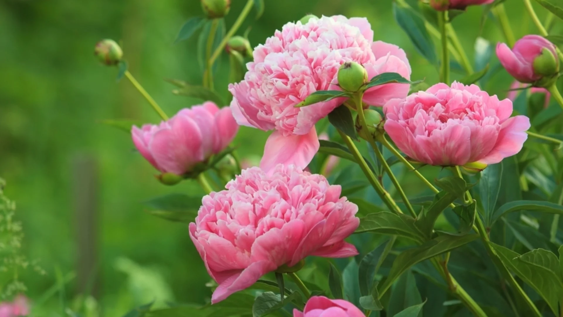 Как да се грижим за божури през зимата? Младите храсти няма да преживеят студа без помощ!