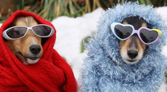 От лапите до козината: Как да подготвим четириногия си приятел за минусовите температури