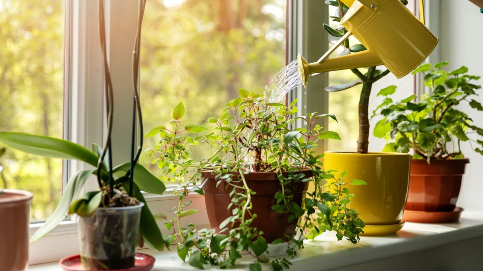 Как да защитим корените на растенията от студен перваз