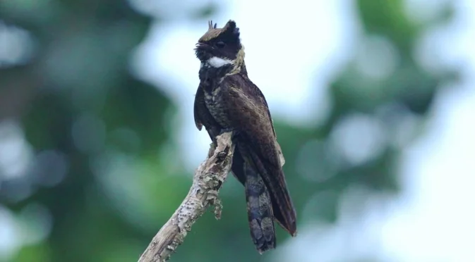 Мистичната птица, която прилича на малък дракон