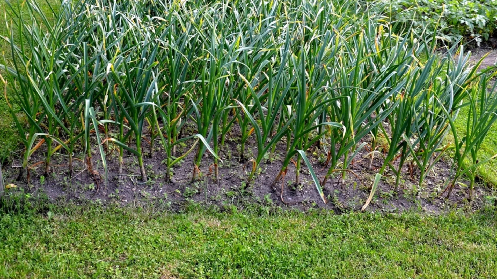 Как да засадите праз през зимата?