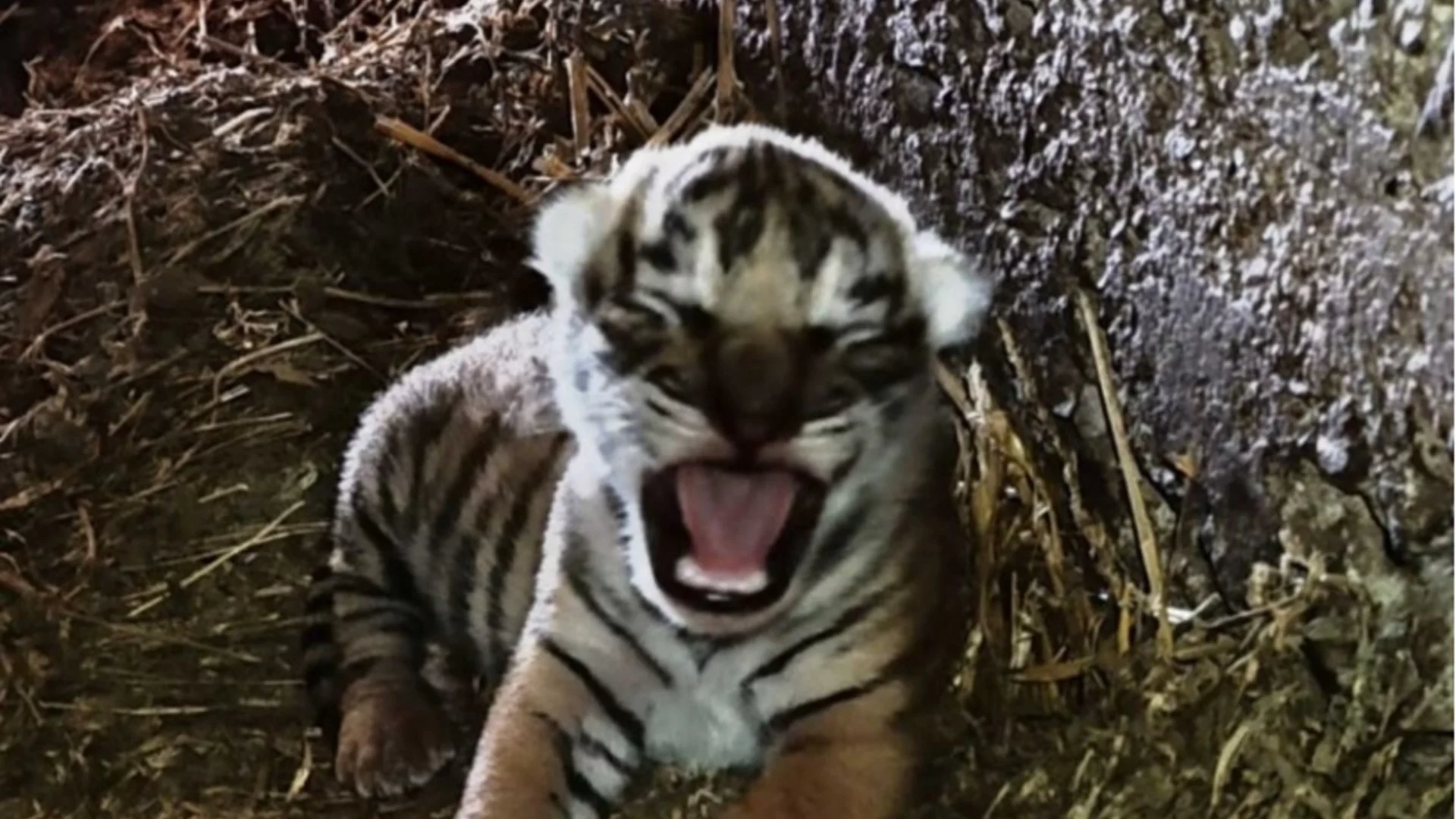 Кметът на Стара Загора се запозна най-новите обитатели на зоопарка