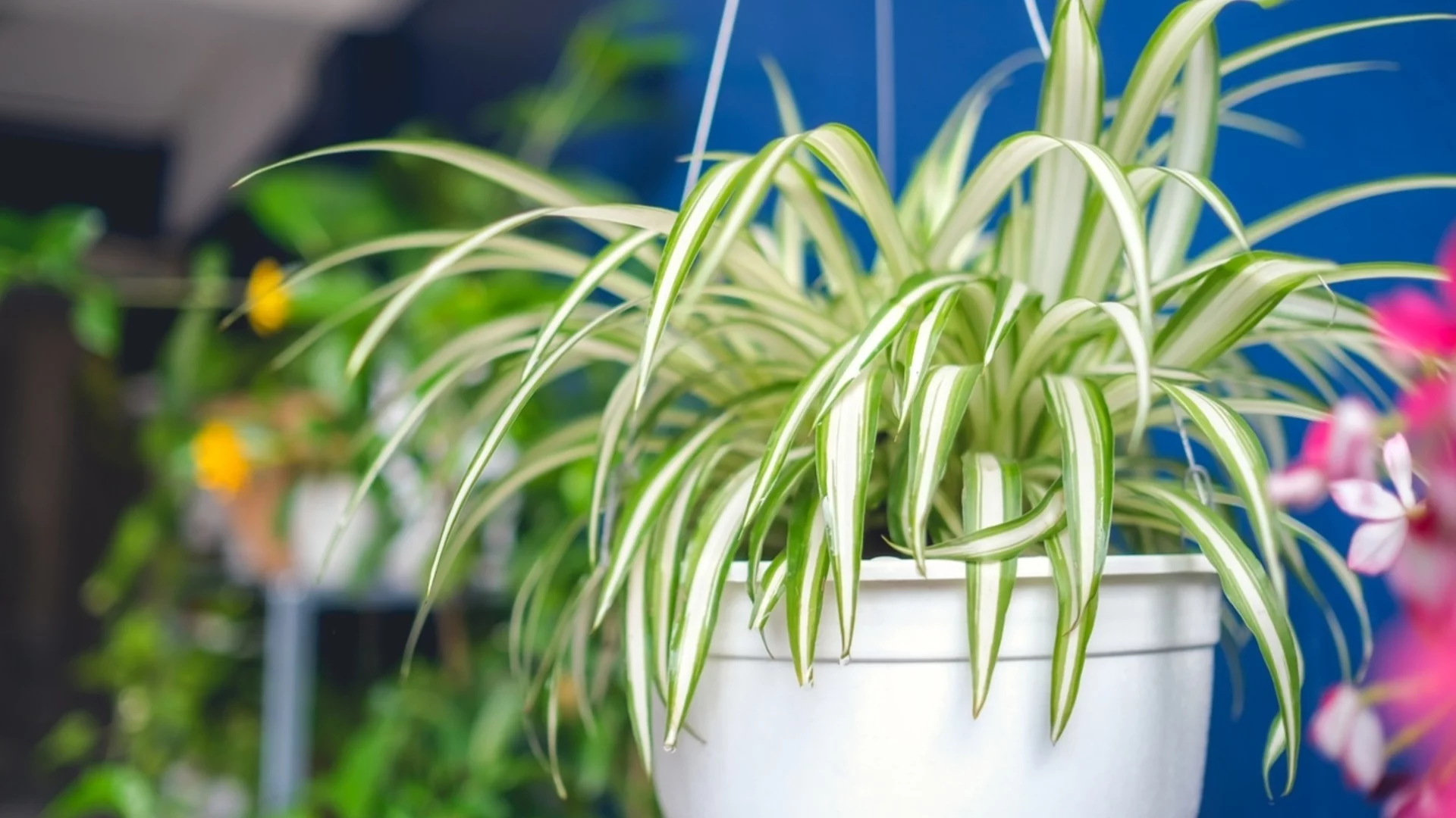 Как да пресадите паяково растение, така че да процъфтява през цялата година 