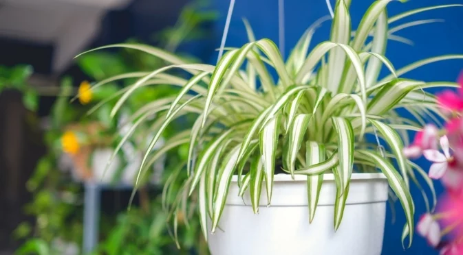 Как да пресадите паяково растение, така че да процъфтява през цялата година 