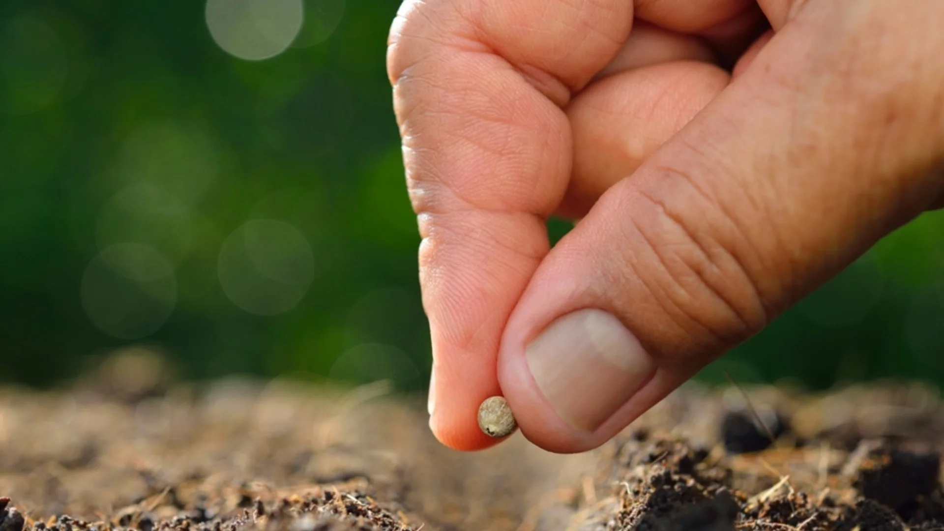 Как да отглеждаме лук от семена на закрито през зимните месеци  