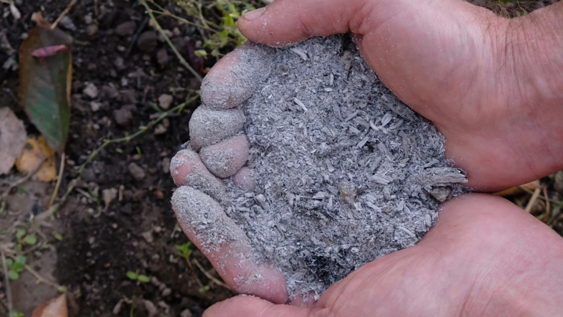 Как да наторите хортензиите с дървесна пепел