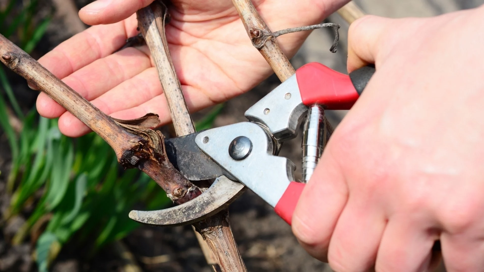 Подрежете тези растения през януари за по-здрава и по-жива градина през пролетта   