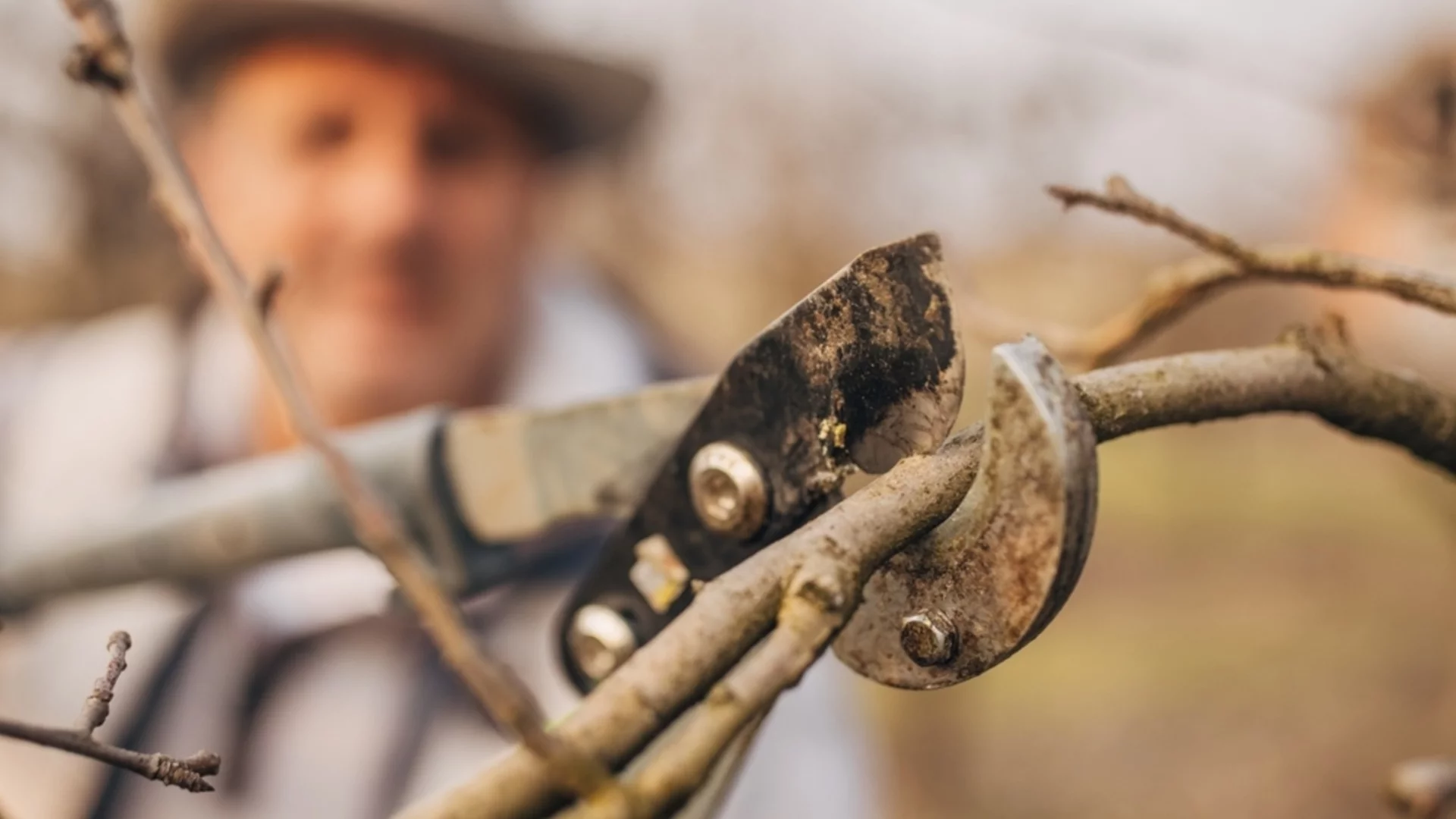 Овошките, които трябва да се подрежат в началото на годината, за да е богата реколтата им