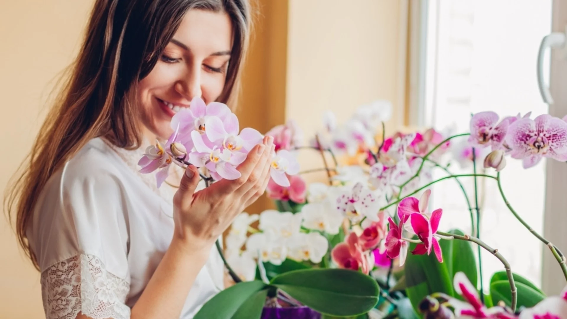 Само 1 грешка може да попречи на цъфтежа на орхидеята - проверете дали я правите