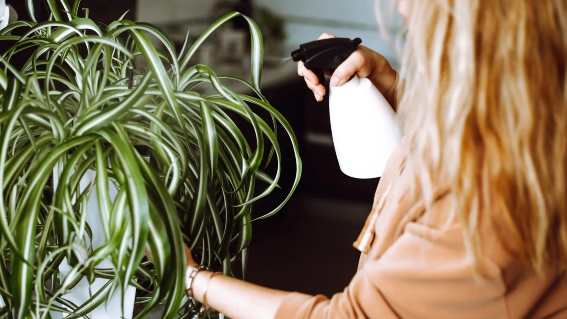 Колко често трябва да поливате паяковото растение