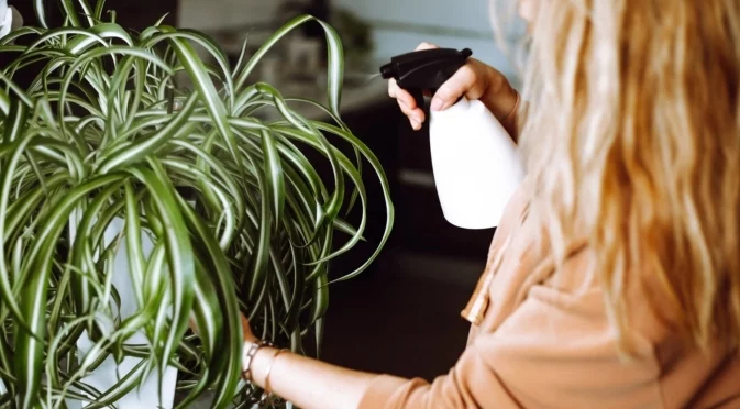 Колко често трябва да поливате паяковото растение