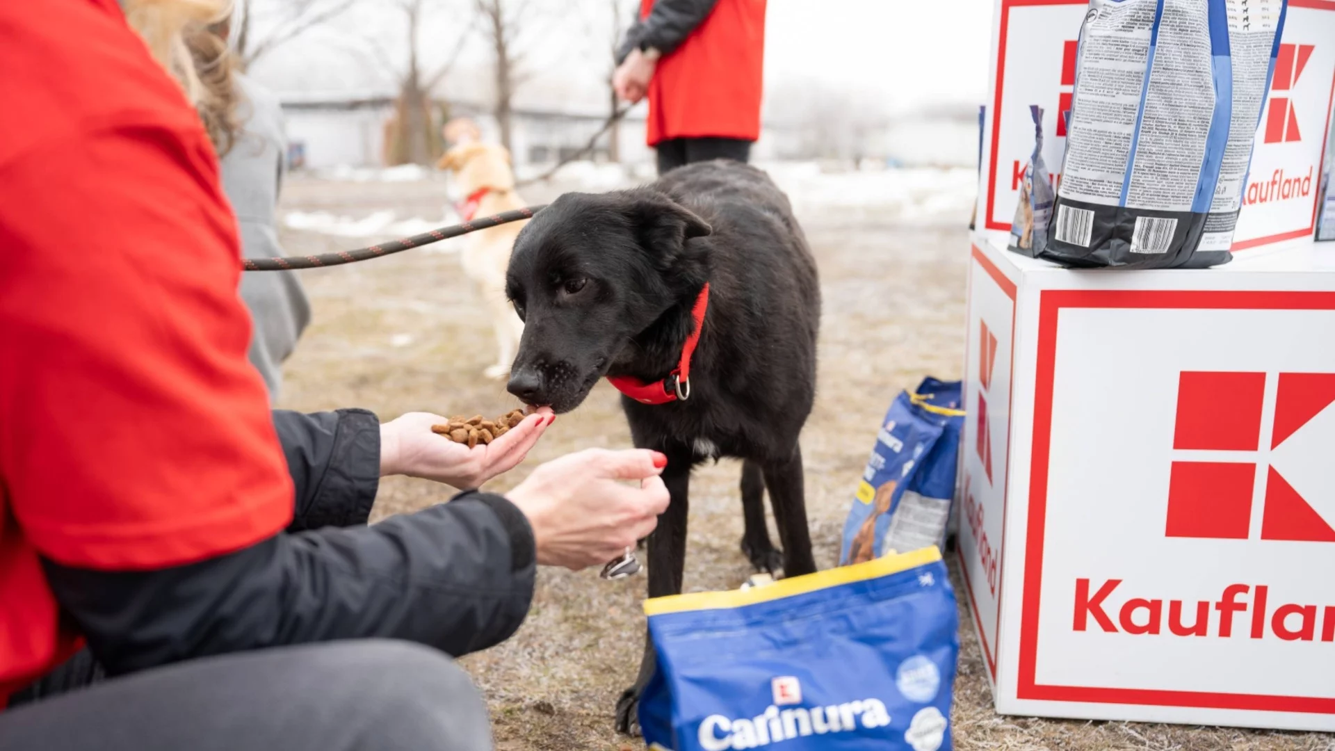 За една година Kaufland дари 12 тона кучешка храна на столичните приюти