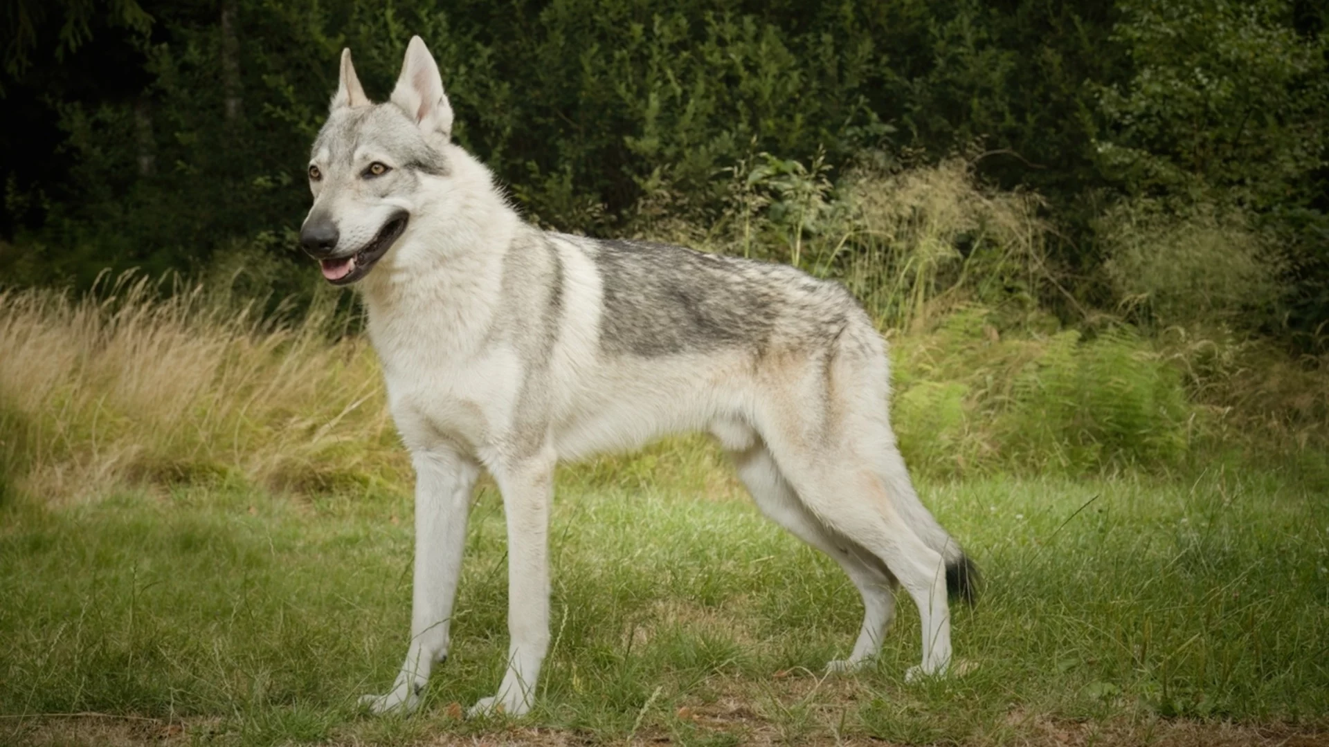 Спасиха мистериозни кучета вълци (ВИДЕО)