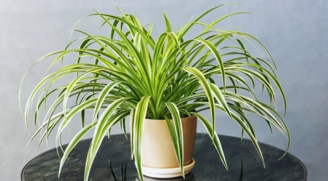 Кафяви върхове по листата на паяковото растение - причини и лечение