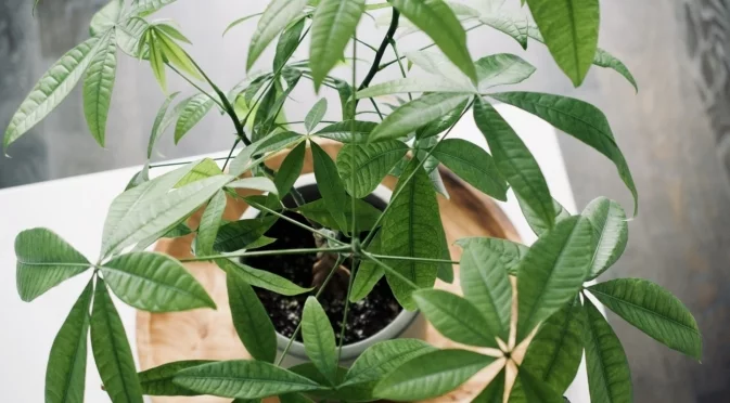 Само така е правилно да подрежете паричното дърво