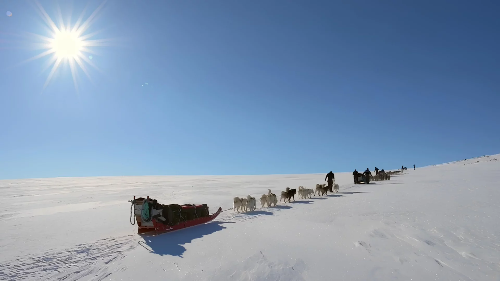 Гренландия наистина се пази с кучешки впрягове: Поглед отвътре към елитния патрул