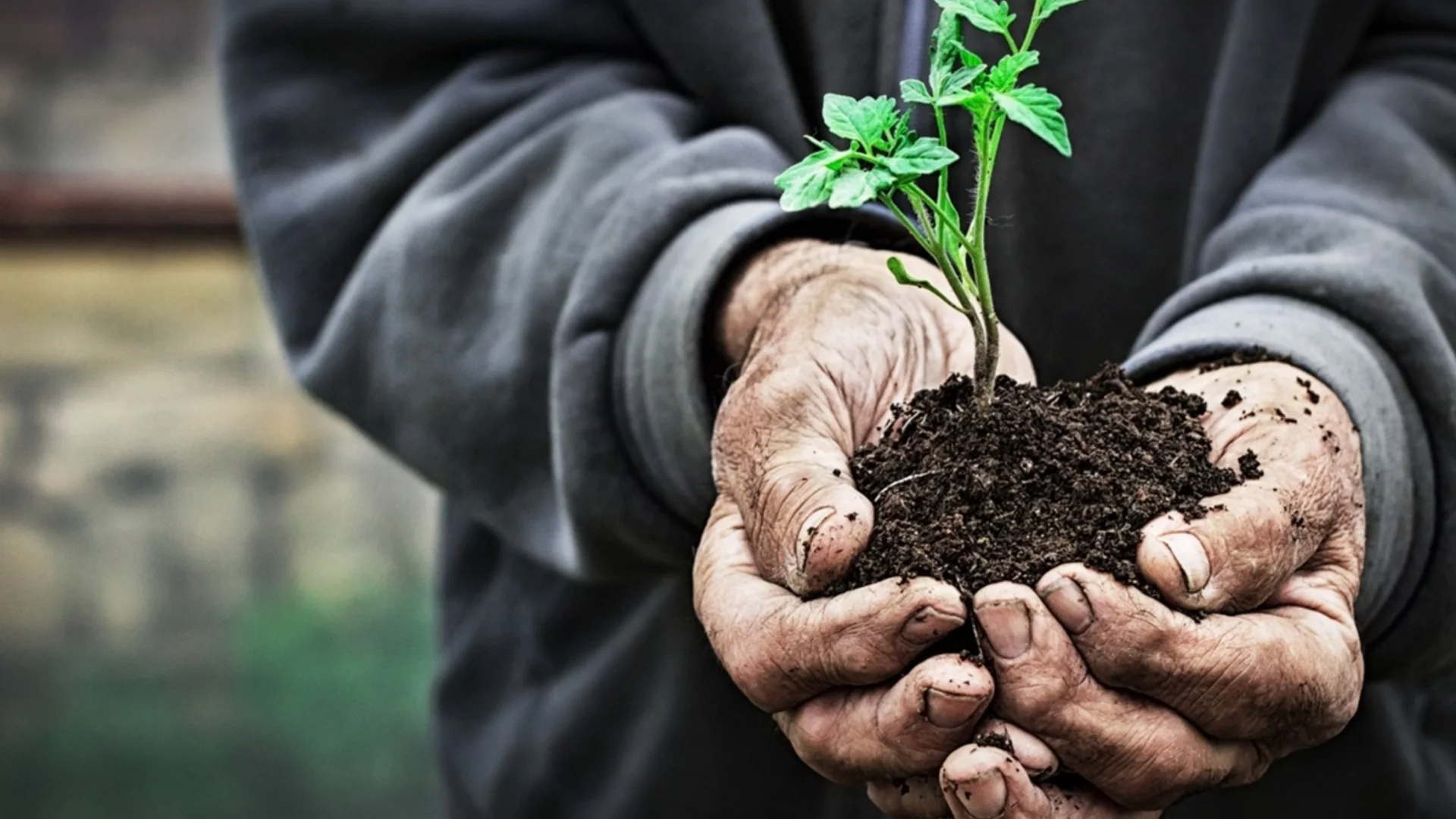 Засаждане на разсад: Как правилно да подготвим почвата през януари?