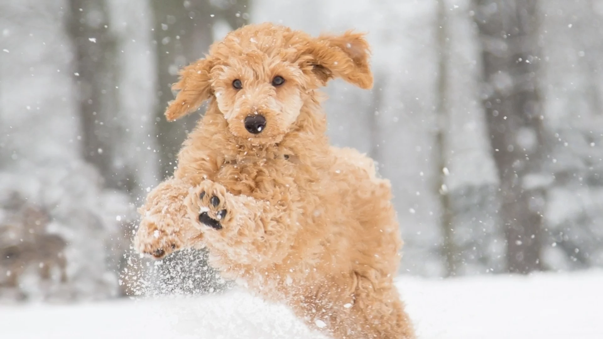 Задават ли се нови студове? Времето до края на януари 2026 г. 