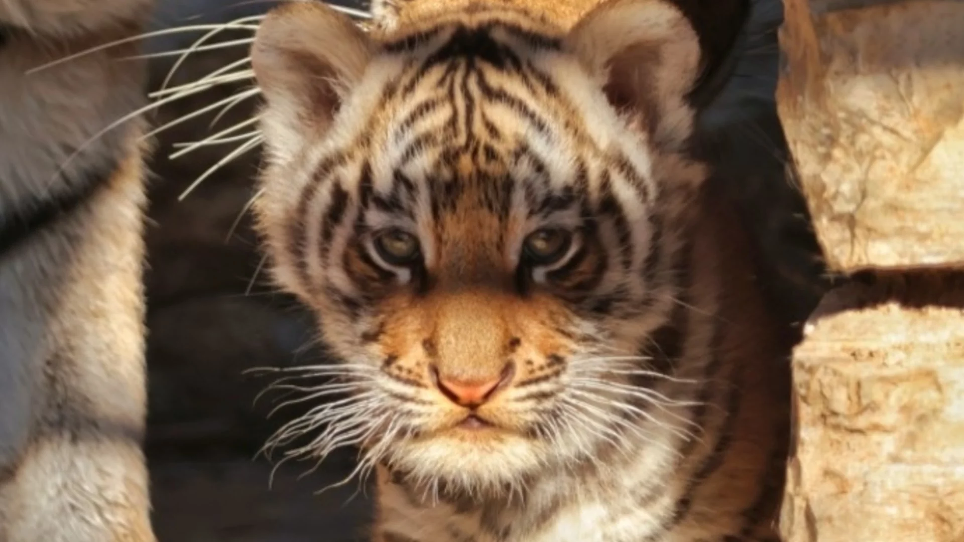 Зоопарк Стара Загора търси име на малкото бенгалско тигърче