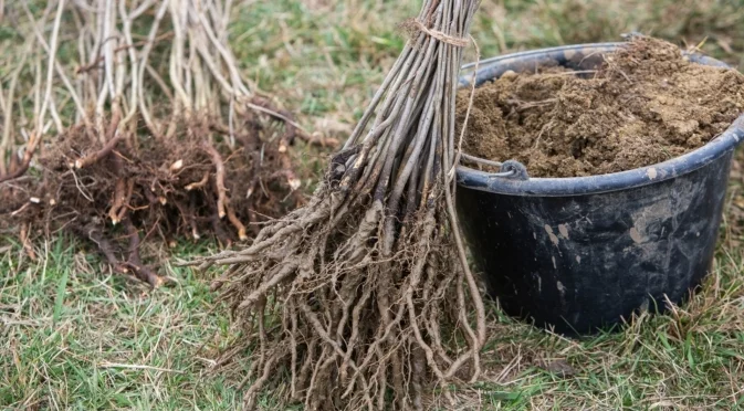 Многогодишни растения за засаждане през януари