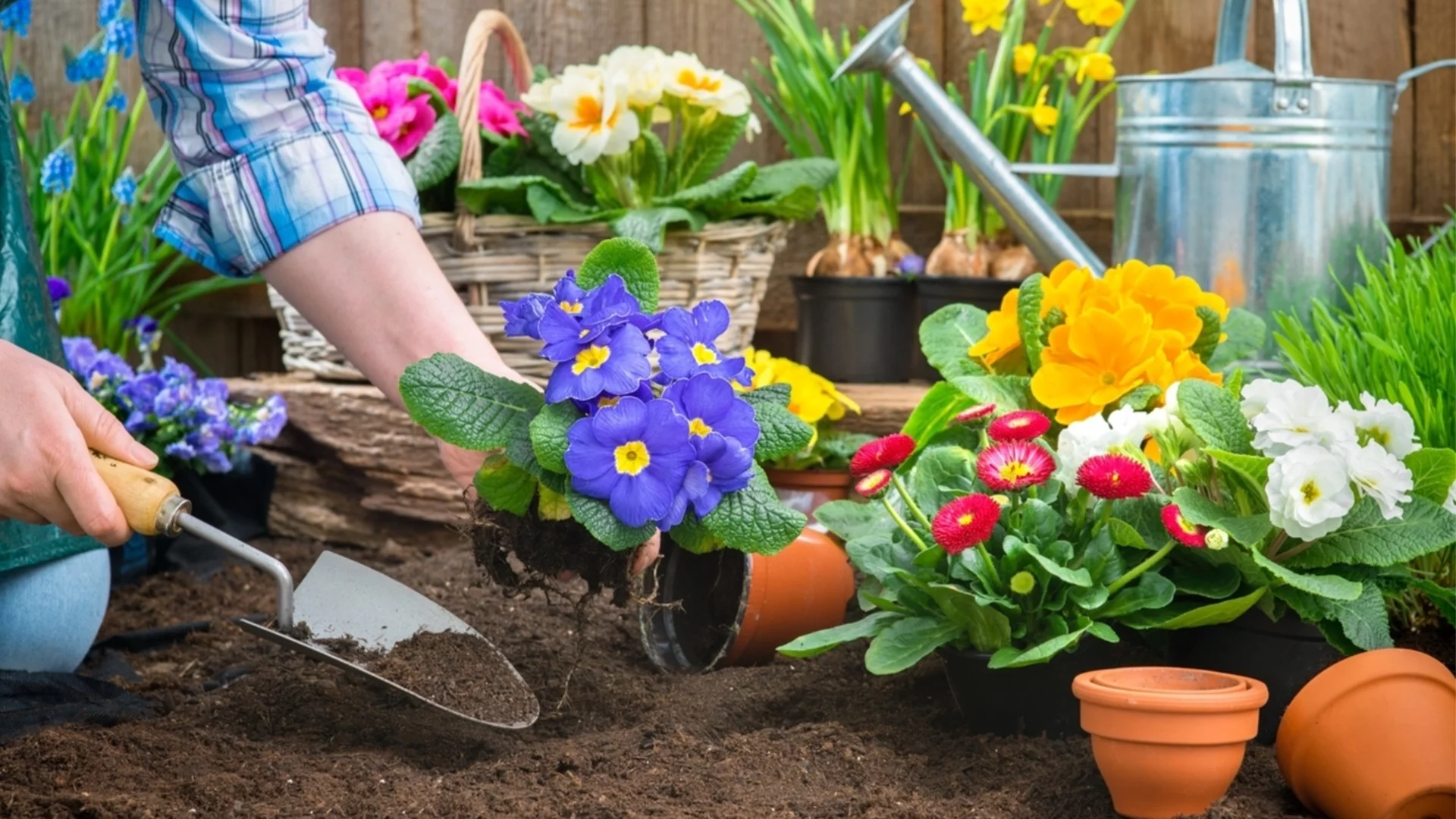 Цветя, които трябва да засадите през януари за красива пролетна градина