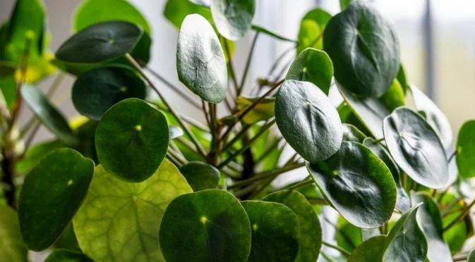 Паричното дърво ще донесе потоци от доходи, ако го постави в тази част на дома