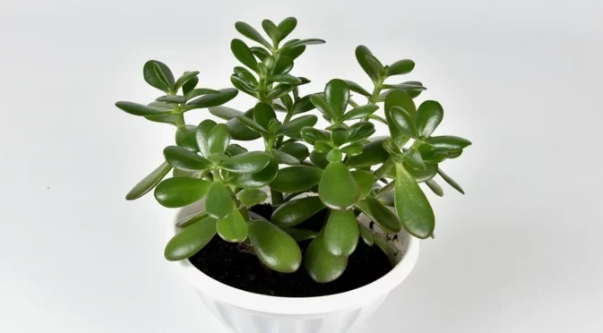 Най-добрите места за поставяне на нефритено растение според Фън Шуй