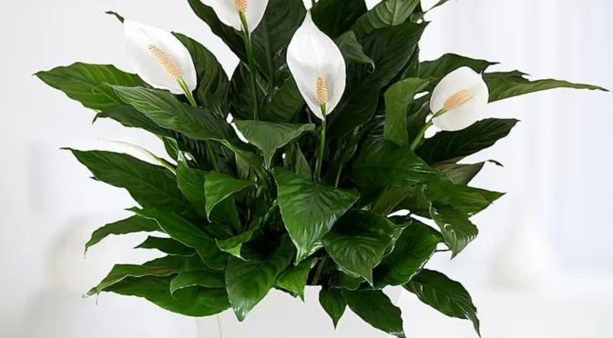Експерти по Фън Шуй разкриват къде да поставите мирната лилия, за да привлечете късмет в дома си