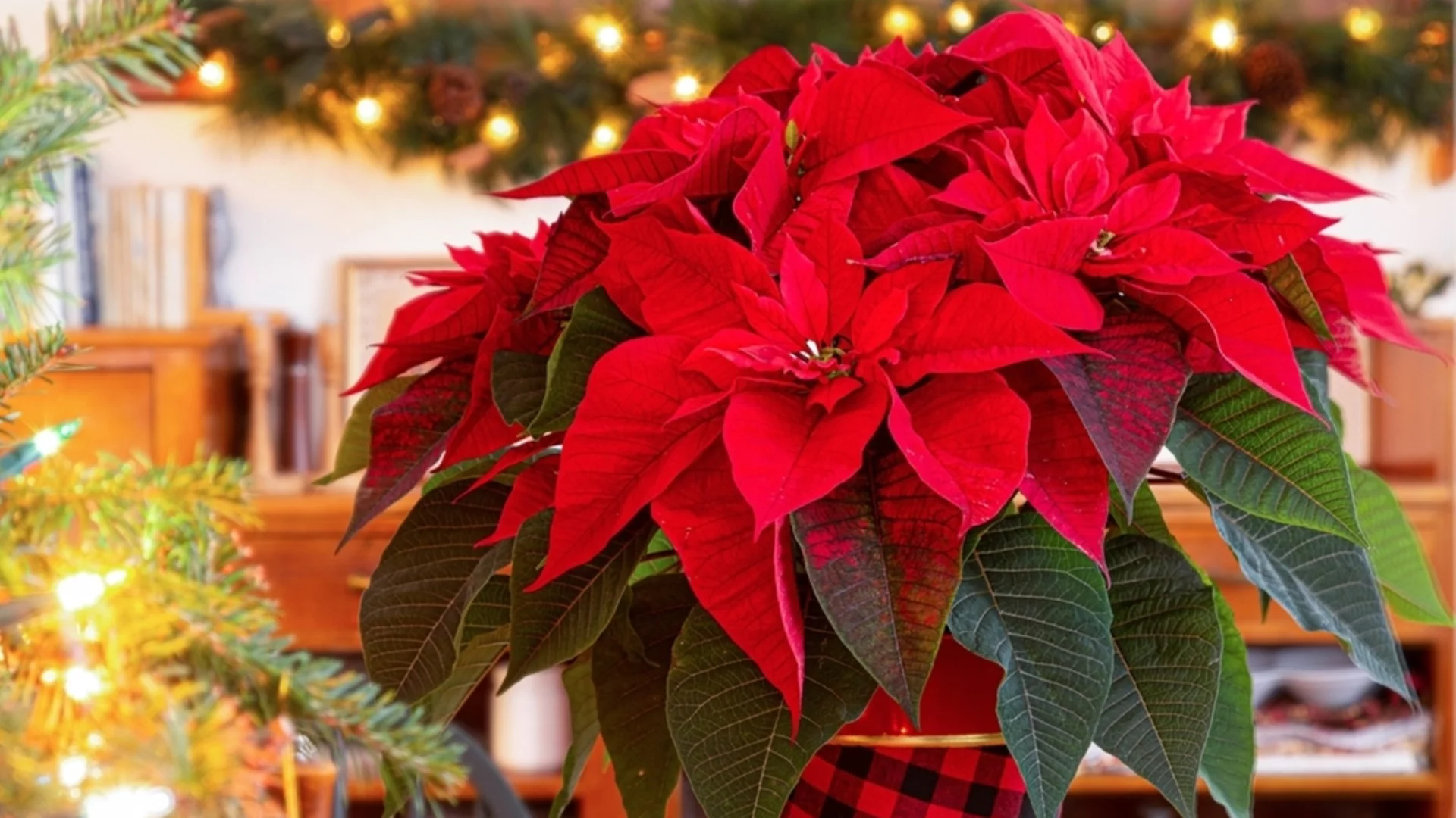 Как да се грижите за коледните звезди след празниците