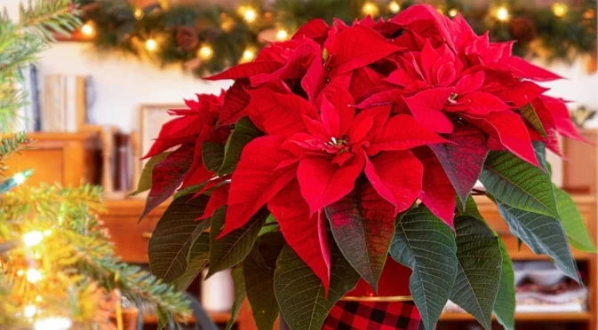 Как да се грижите за коледните звезди след празниците
