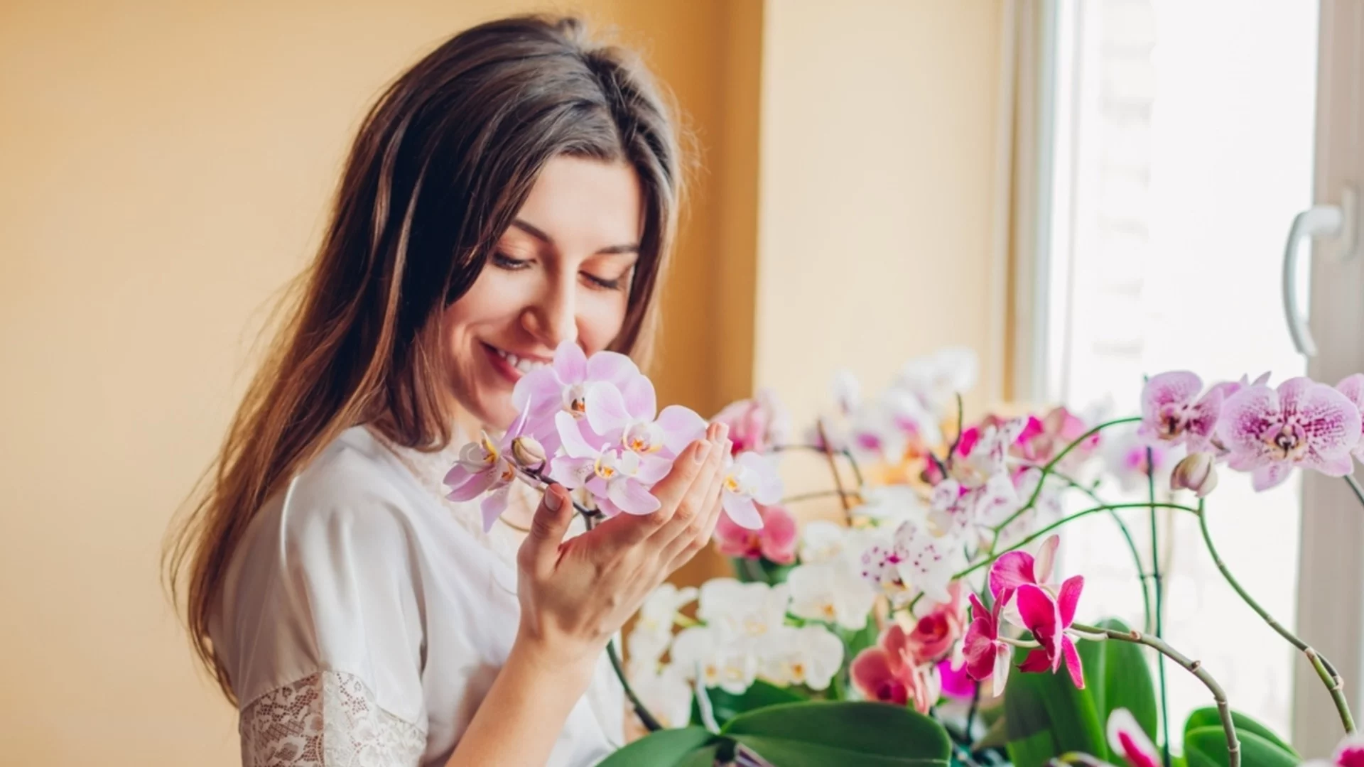 Топ 3 на най-големите митове за орхидеите 