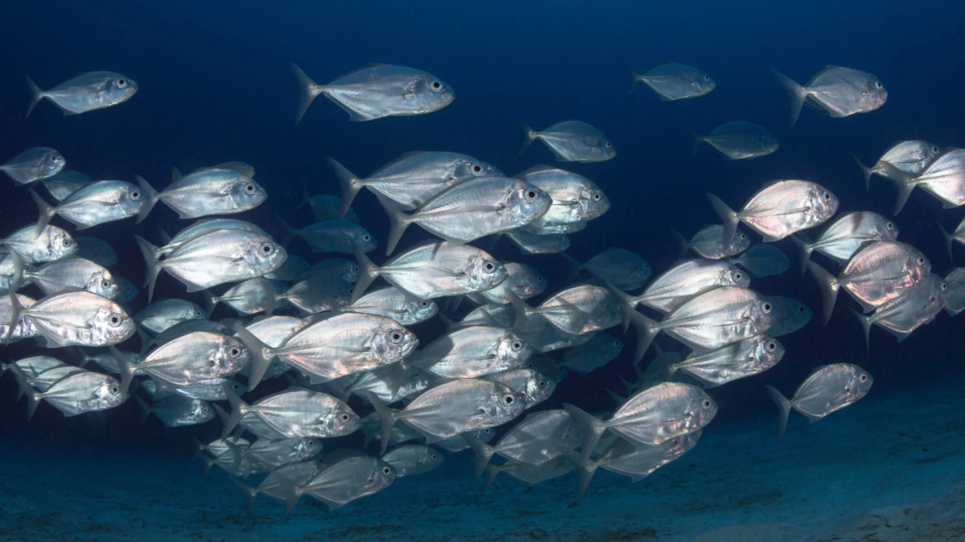 Учени изобретиха система, която "чува" глада на рибите