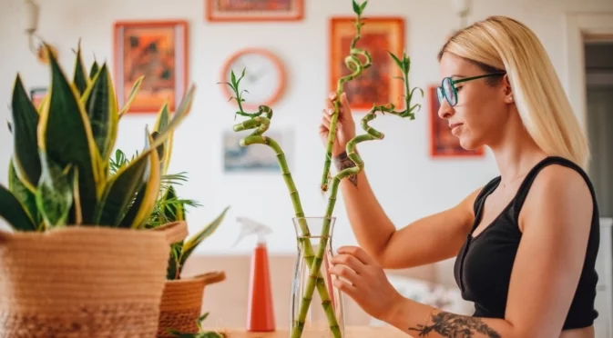 Как да "актвирате" бамбука на щастието, за да ви донесе късмет