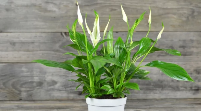 5 причини листата на вашата лилия на мира да пожълтяват