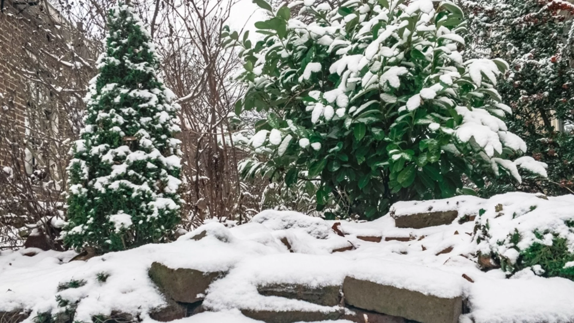 Вечнозеленият храст, който трябва да подрежете преди края на януари 