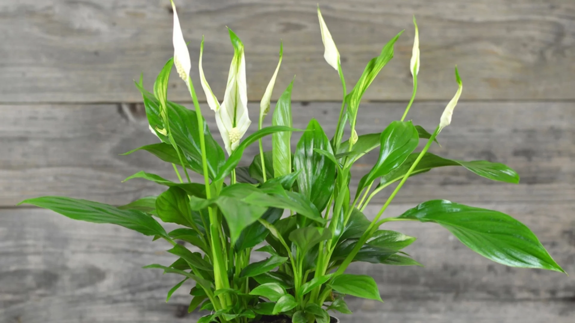 Защо покафеняват листата на спатифилума