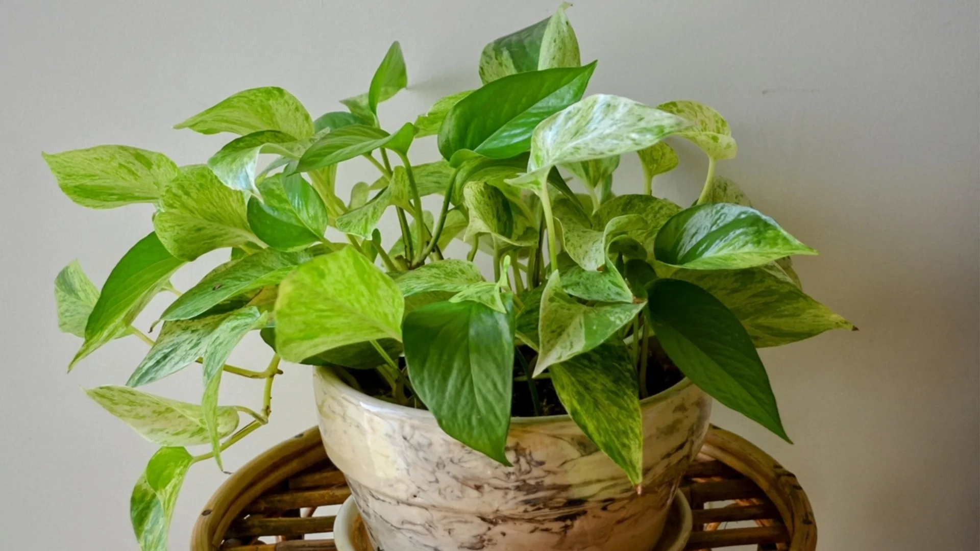 Стайни растения, които трябва да подрежете през януари за ново начало