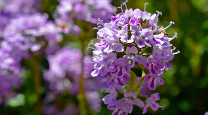 Сега е идеалното време да засадите мащерка