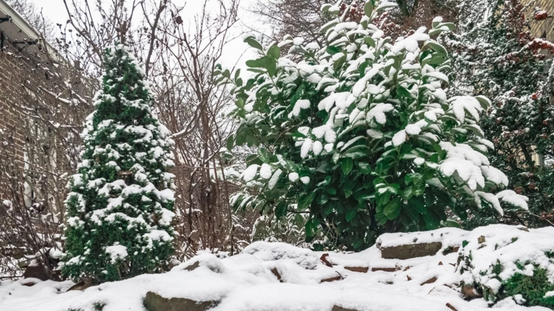 Трябва ли да поливаме дървета през зимата?